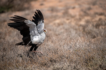 African Birds