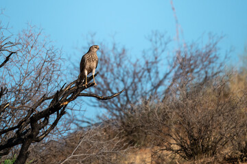 African Birds