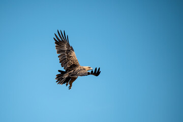 African Birds