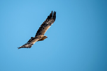 Fototapeta premium African Birds