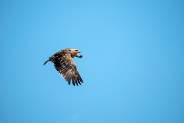 African Birds