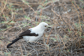 African bird in BWA