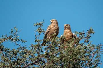 African bird in BWA