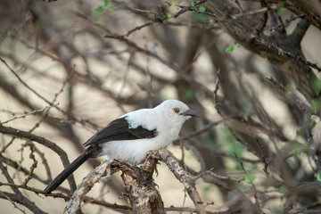 African bird in BWA