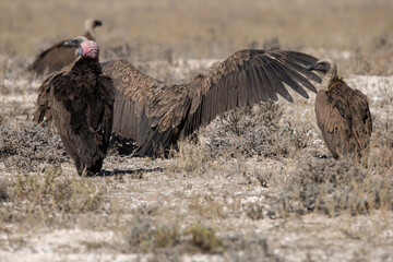 African bird in BWA