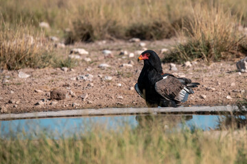 African bird in BWA