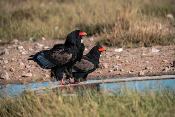 African bird in BWA