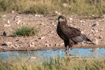 African bird in BWA