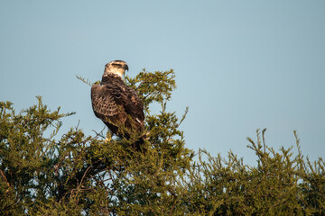 African bird in BWA