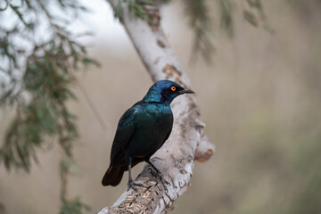 African bird in BWA