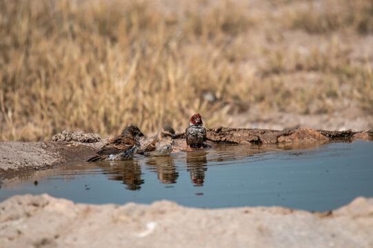 African bird in BWA