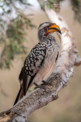 African Birds