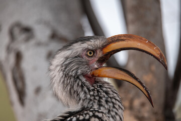 African Birds