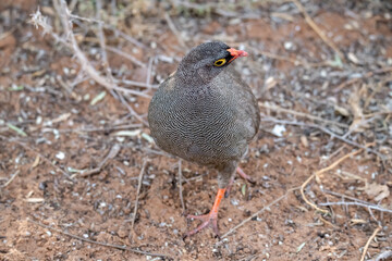 African Birds