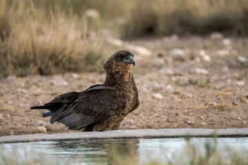 African Birds