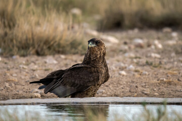 African Birds