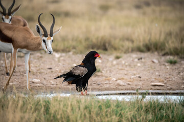 African Birds