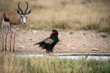 African Birds