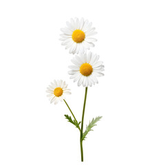 chamomile or daisies isolated on transparent background with clipping path. Set or collection.  © Linggakun