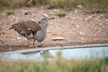 African Birds