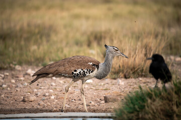 African Birds