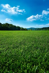 Fototapeta premium A well-trimmed green grass field with blue sky 