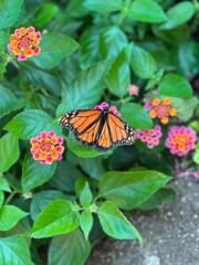 Butterflies in a flower garden.