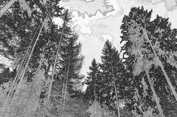 Perspective view of a summer forest, woods pencil drawn sketchy draft illustration