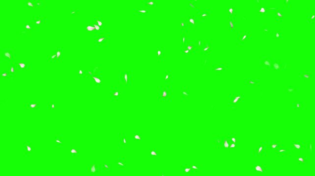 Cherry Blossom Petals Falling on a green background, Cherry petals falling top quality animated on green screen 4k, Chroma key green background, Valentine's day and wedding concept animation.