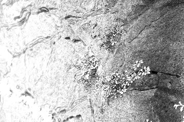 Green grass coming out of a stone mountain wall, Pencil drawn sketchy draft illustration