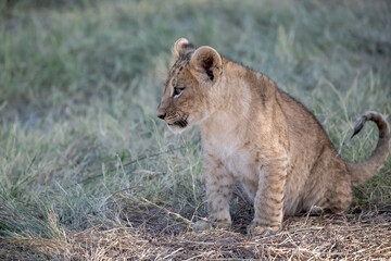 Lions in BWA