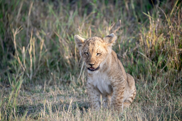 Lions in BWA