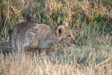 Lions in BWA