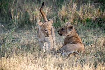 Lions in BWA