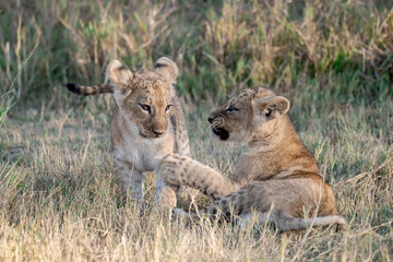 Lions in BWA
