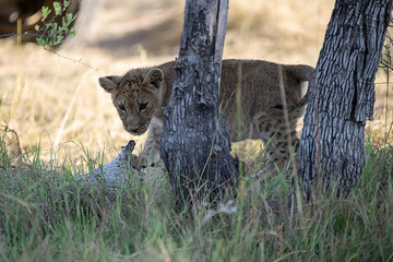 Lions in BWA