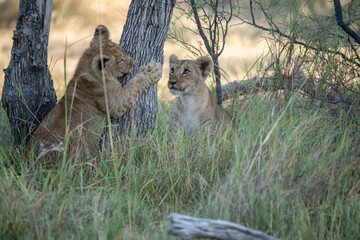 Lions in BWA