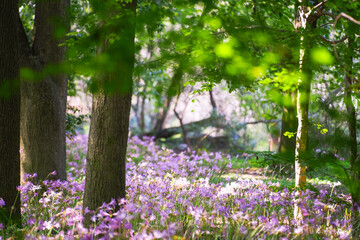 Colorful garlic in the park