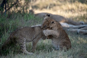 Lions in BWA