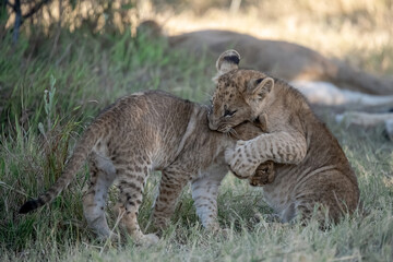 Lions in BWA