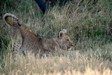 Lions in BWA