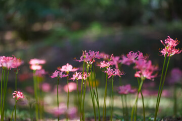 Colorful garlic in the park