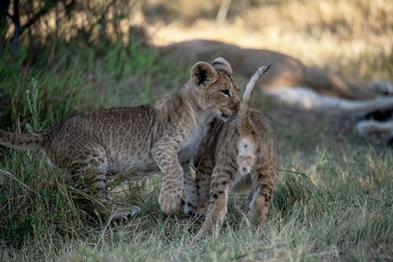 Lions in BWA