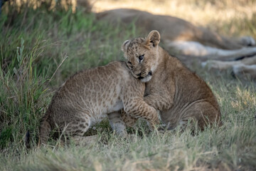 Lions in BWA
