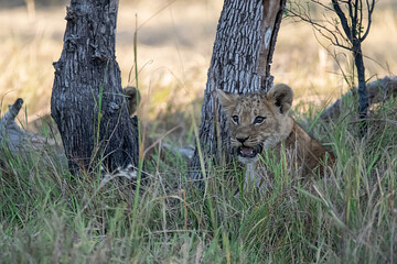 Lions in BWA