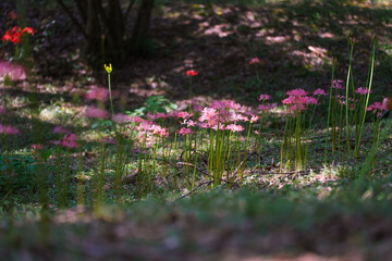 Obraz premium Colorful garlic in the park