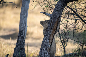 Lions in BWA