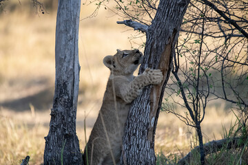Lions in BWA
