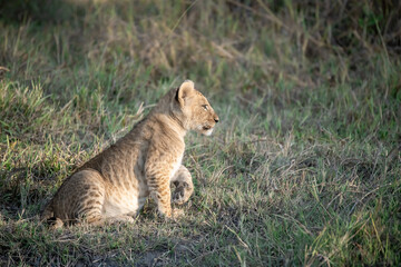 Lions in BWA
