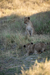 Lions in BWA